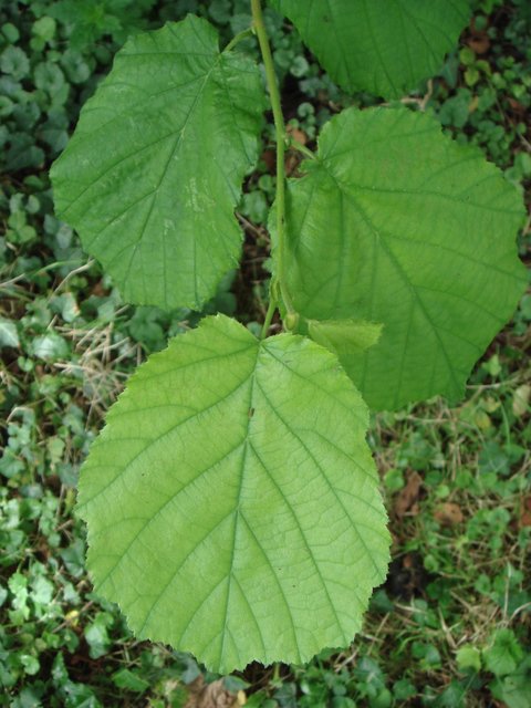 Corylus avellana feuille